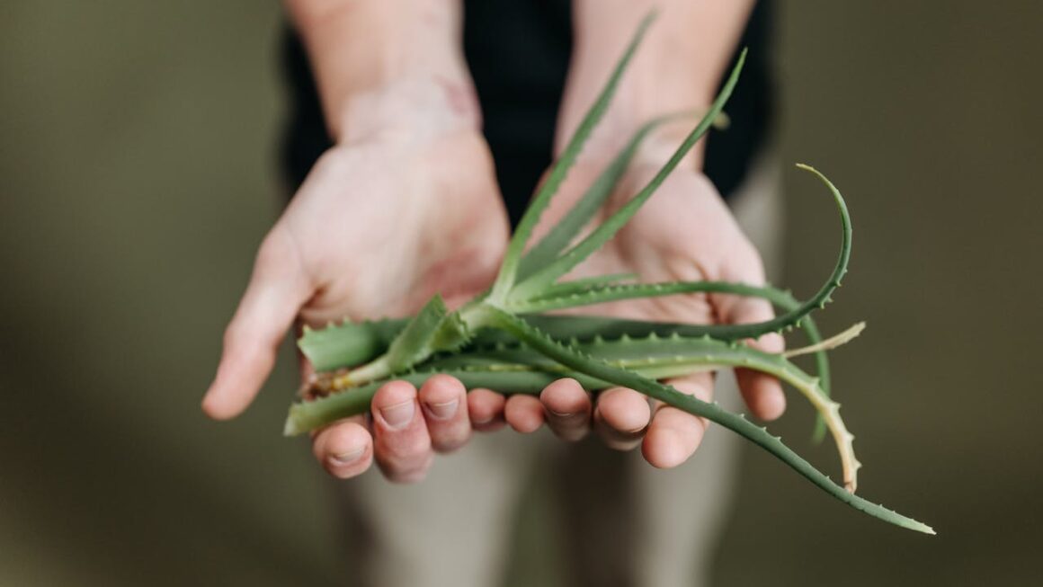 Ces plantes méconnues qui soulagent la digestion naturellement