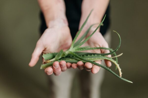 Ces plantes méconnues qui soulagent la digestion naturellement